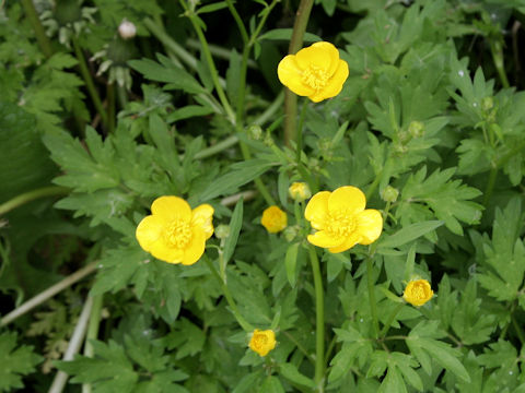 Ranunculus acris var. nipponicus