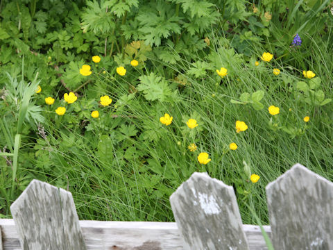Ranunculus acris var. nipponicus
