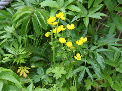 Ranunculus acris var. nipponicus