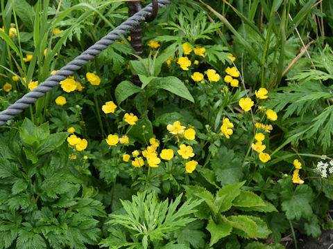 Ranunculus acris var. nipponicus