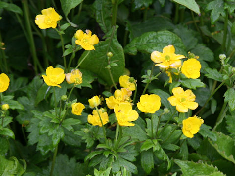Ranunculus acris var. nipponicus