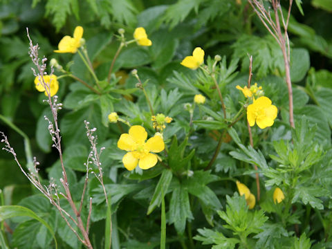 Ranunculus acris var. nipponicus
