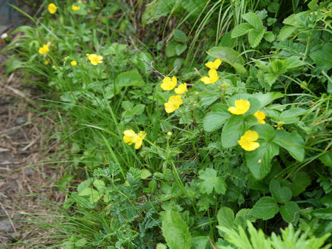 Ranunculus acris var. nipponicus