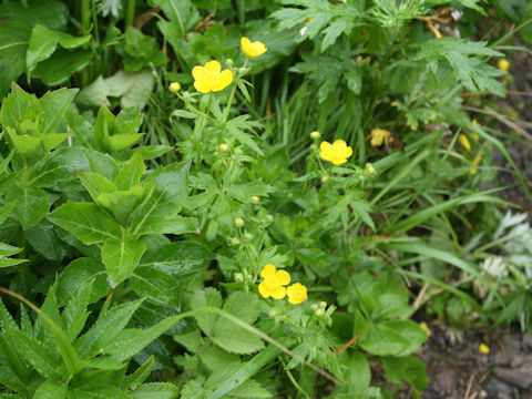 Ranunculus acris var. nipponicus