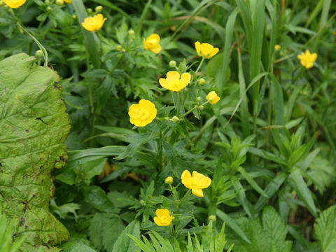 Ranunculus acris var. nipponicus