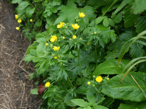 Ranunculus acris var. nipponicus