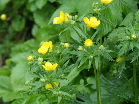 Ranunculus acris var. nipponicus