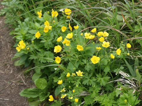 Ranunculus acris var. nipponicus