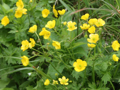 Ranunculus acris var. nipponicus