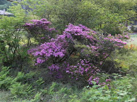 Rhododendron kiusianum