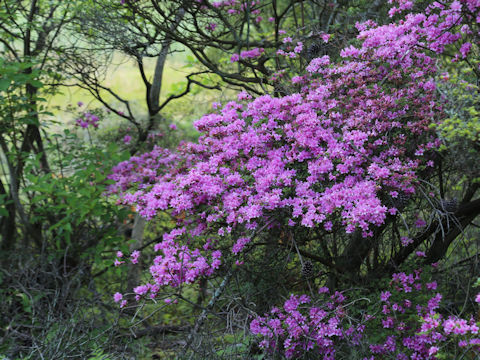 Rhododendron kiusianum