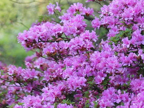 Rhododendron kiusianum