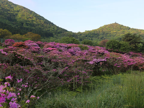 Rhododendron kiusianum