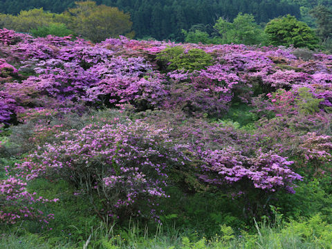 Rhododendron kiusianum