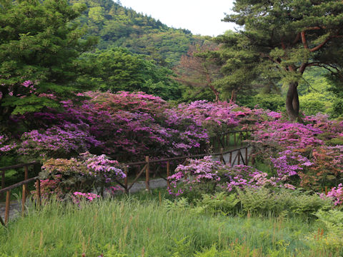 Rhododendron kiusianum