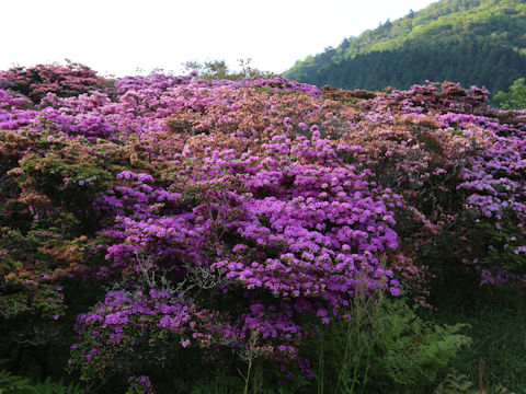 Rhododendron kiusianum