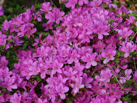 Rhododendron kiusianum