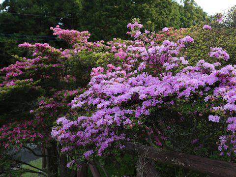 Rhododendron kiusianum