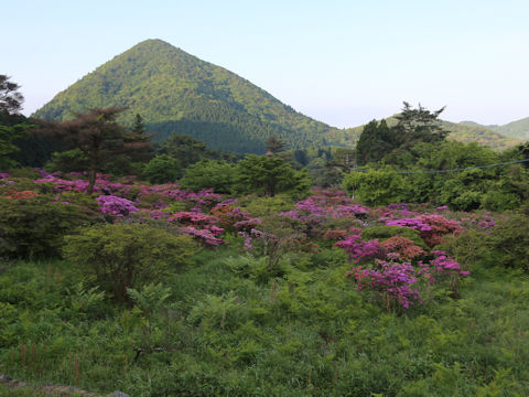 Rhododendron kiusianum
