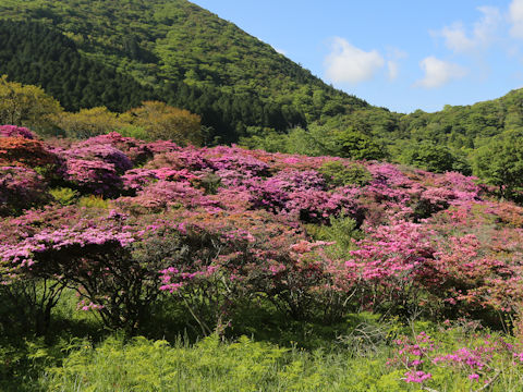 Rhododendron kiusianum