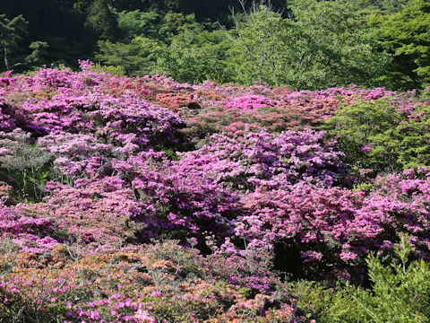 Rhododendron kiusianum