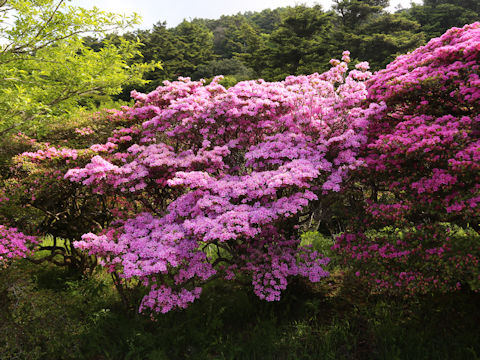 Rhododendron kiusianum