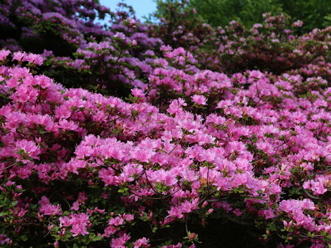 Rhododendron kiusianum