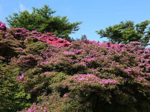 Rhododendron kiusianum