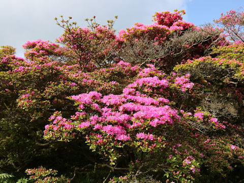 Rhododendron kiusianum