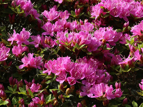 Rhododendron kiusianum