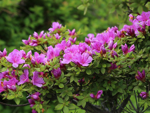 Rhododendron kiusianum