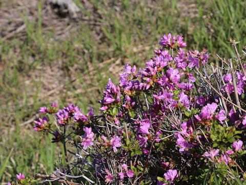 Rhododendron kiusianum