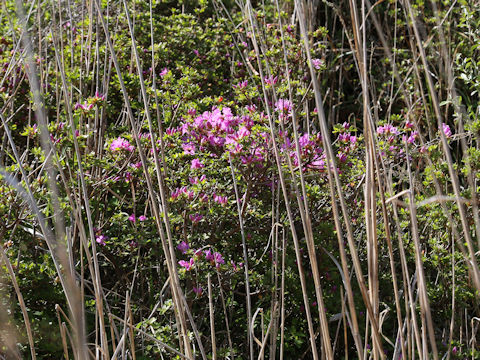 Rhododendron kiusianum