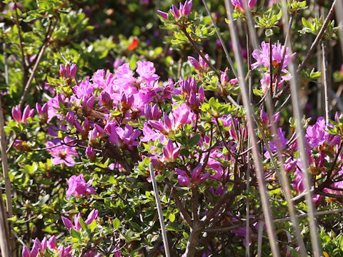 Rhododendron kiusianum