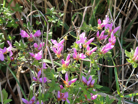 Rhododendron kiusianum
