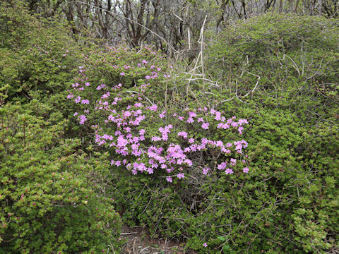 Rhododendron kiusianum