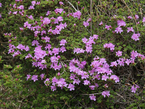 Rhododendron kiusianum