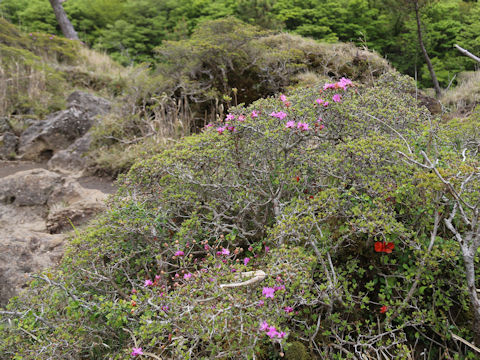 Rhododendron kiusianum