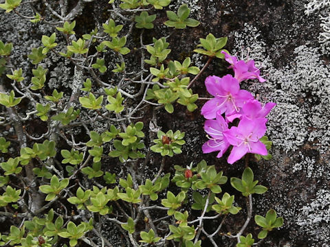 Rhododendron kiusianum