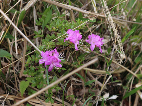 Rhododendron kiusianum