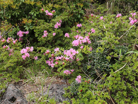 Rhododendron kiusianum