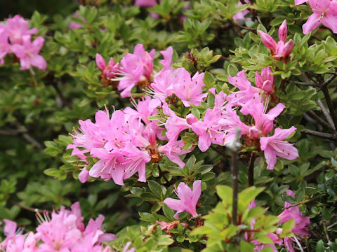Rhododendron kiusianum