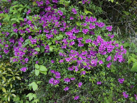 Rhododendron kiusianum
