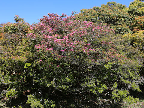 Rhododendron kiusianum