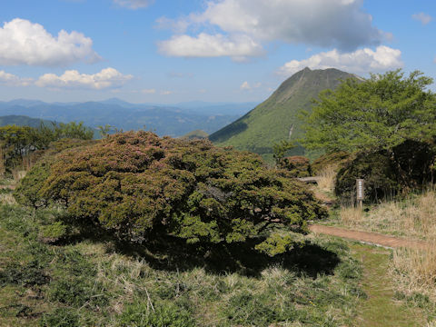 Rhododendron kiusianum