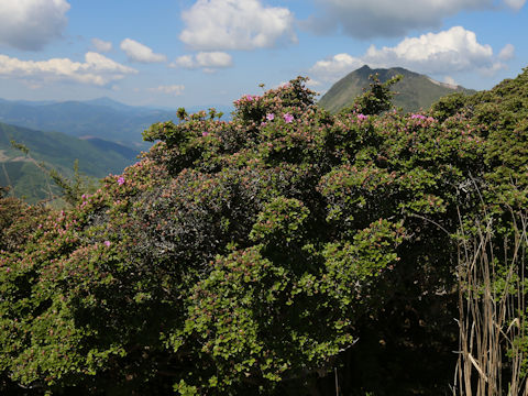 Rhododendron kiusianum