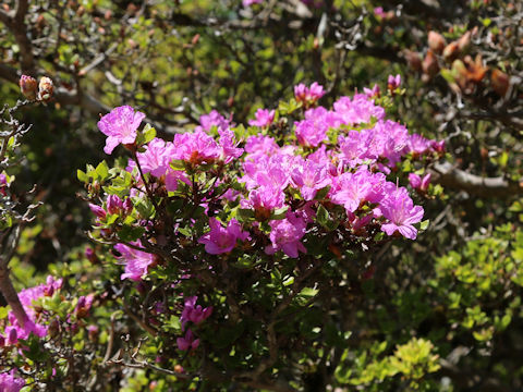 Rhododendron kiusianum