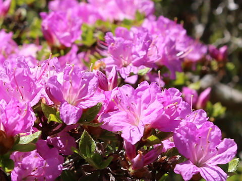 Rhododendron kiusianum