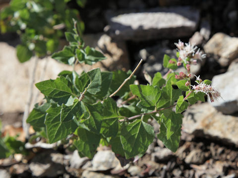 Mikania scandens