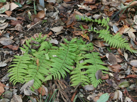 Dryopteris polylepis